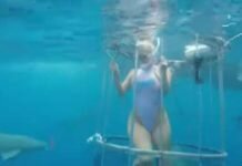 Un tiburón ataca a una actriz porno en un vídeo promocional